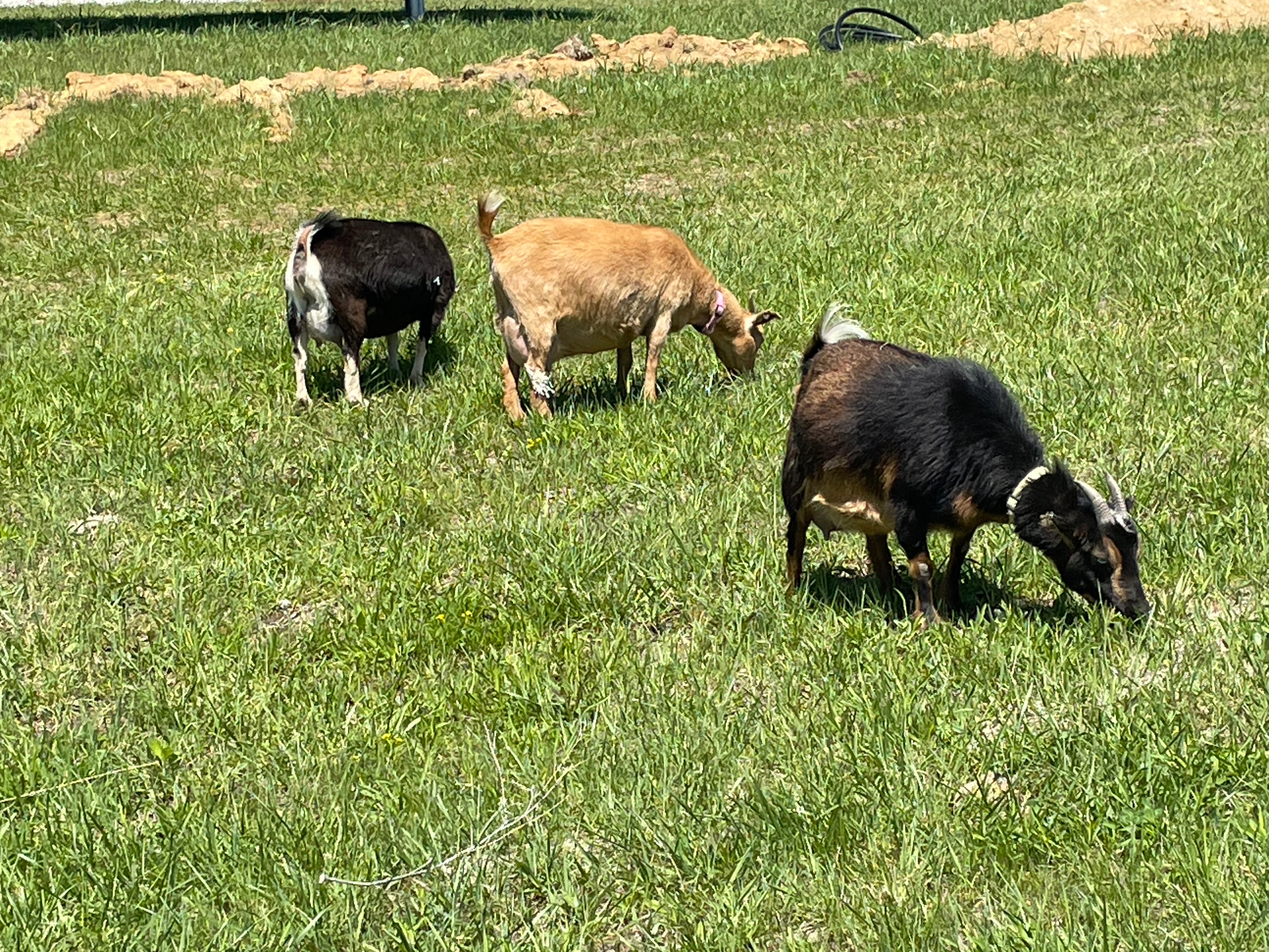 Goats grazing in a field.
